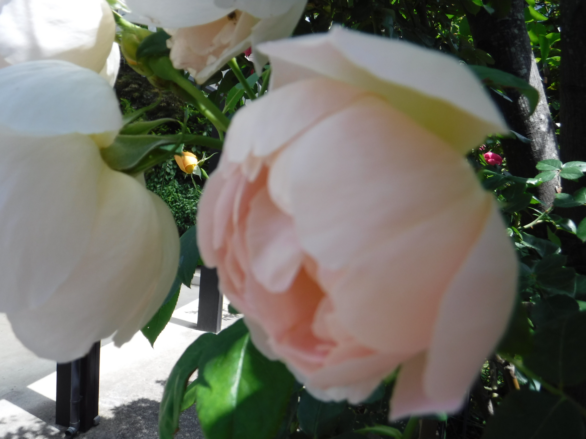 DSCF6656　シャンパニューラ.jpg